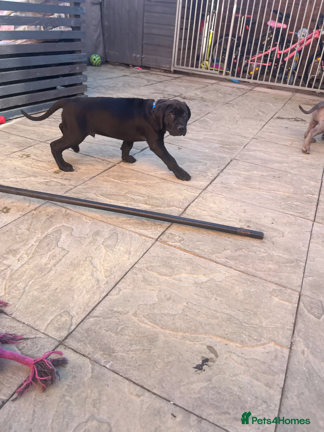 Mastiff dogs for sale: 1 beautiful mixed mastiff black boy left  - Advert 2