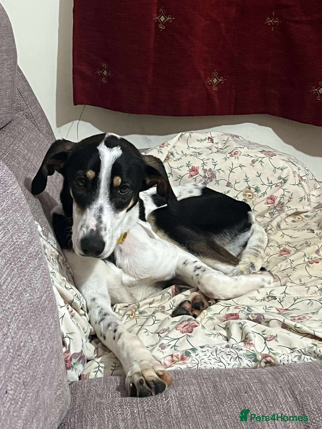 Mixed Breed dogs for adoption: Aria is ready for her forever family! - Advert 1