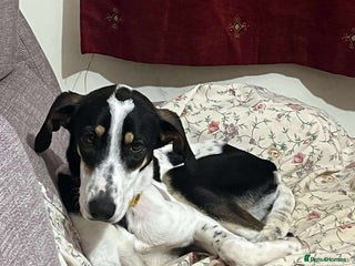 Mixed Breed dogs Aria is ready for her forever family! - Advert 3