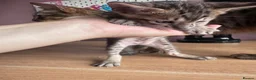 Savannah cats for sale: LAST KITTEN AVAILABLE🏆F4 TICA Registered Savannah - Advert 21