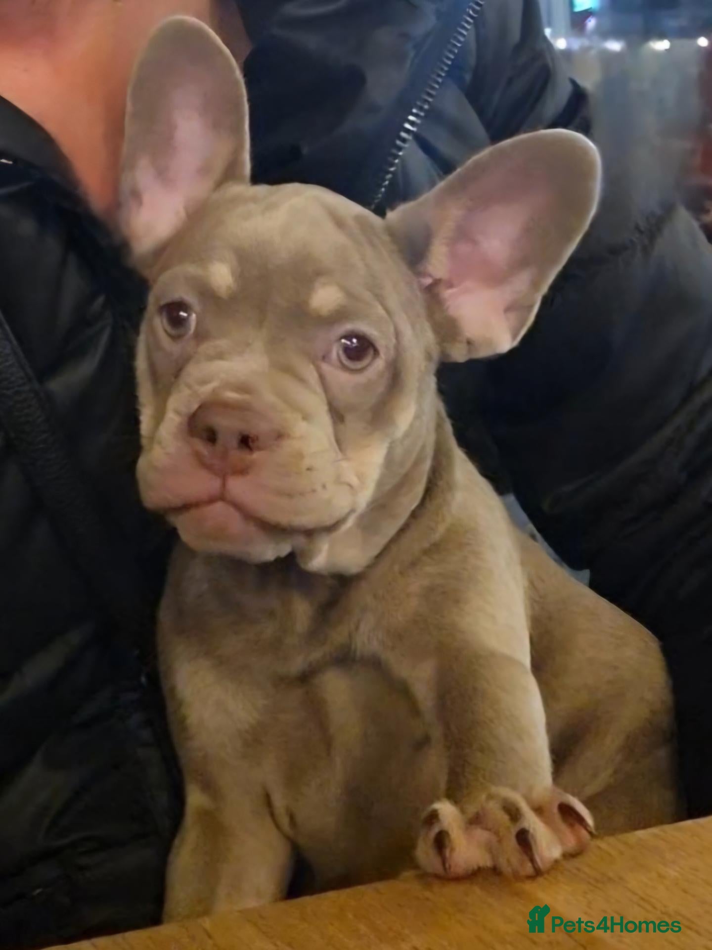 French Bulldog dogs PRICE DROP - Health Tested & Ready To Leave  - Advert 1