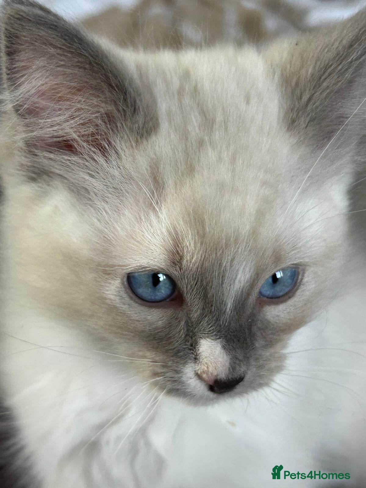 Ragdoll cats Ragdoll kitten's 11 week old males - Advert 3