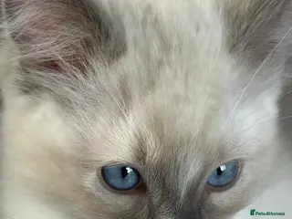 Ragdoll cats Ragdoll kitten's 11 week old males - Advert 3