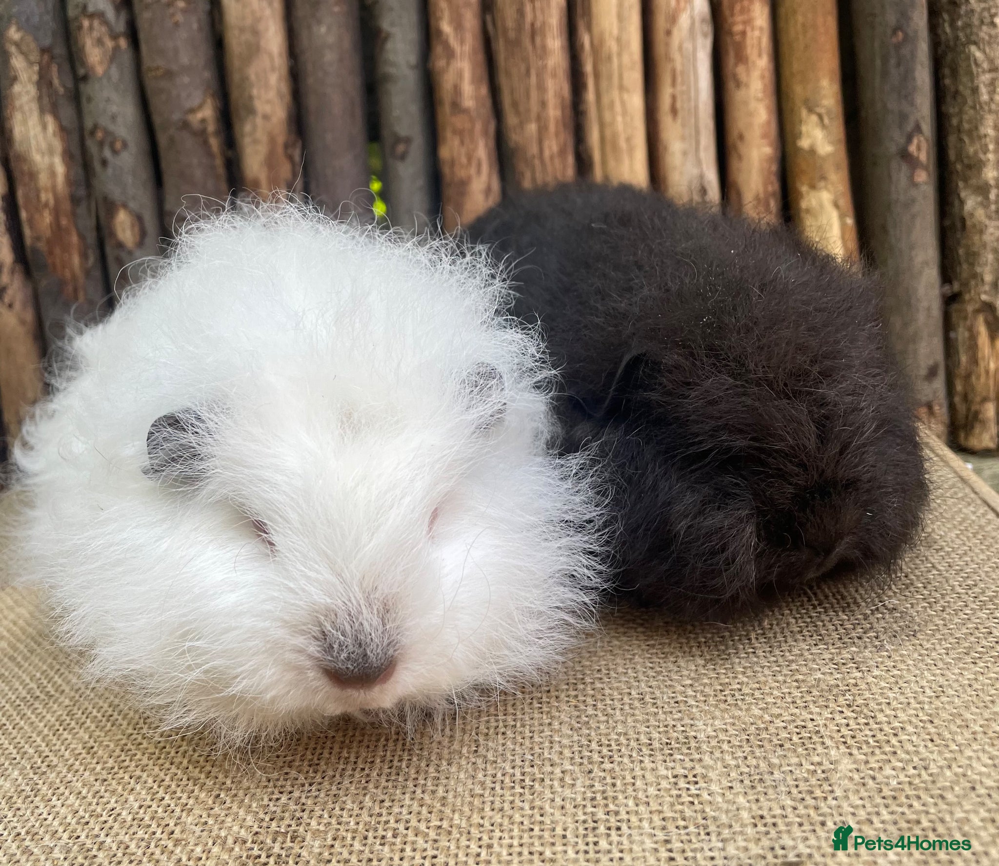 Guinea Pig rodents Baby Swiss teddies ready now - Advert 7