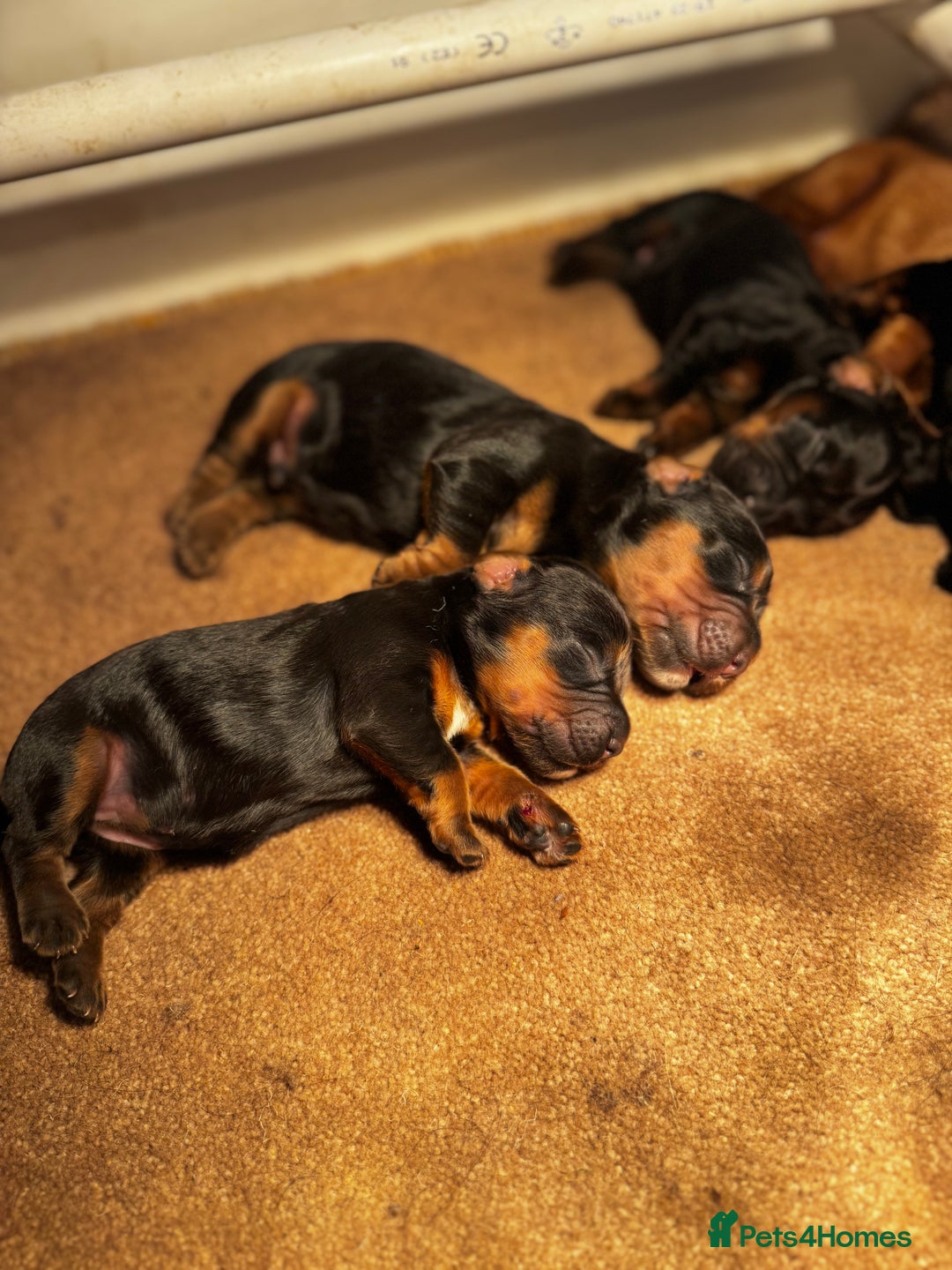 Cocker Spaniel dogs for sale: Working Cocker Spaniels - Advert 4