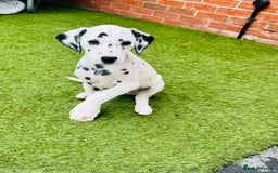 Dalmatian dogs for sale: *Ready for loving homes now* Dalmatian puppies - Image 10