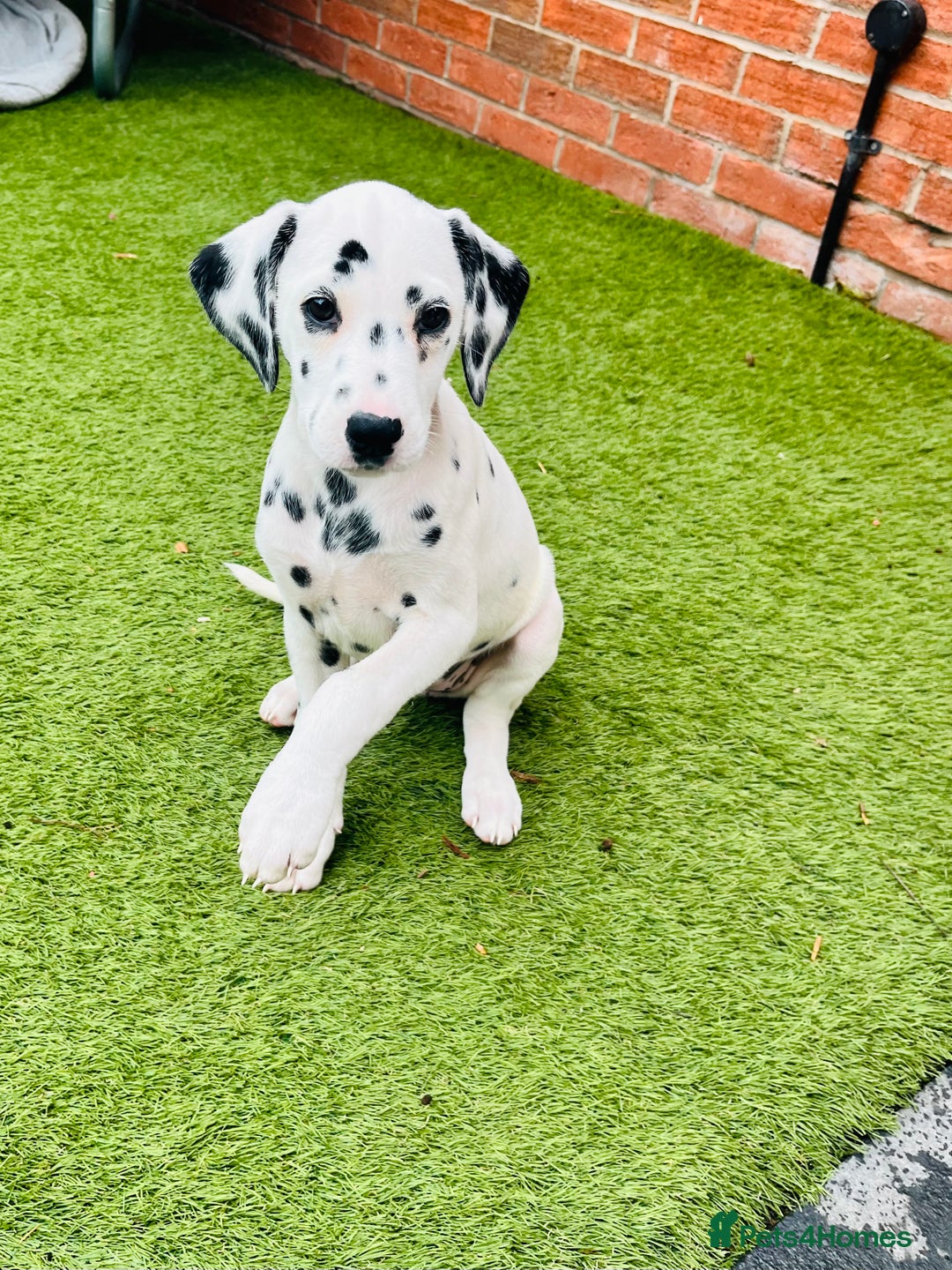Dalmatian dogs for sale: *Ready for loving homes now* Dalmatian puppies - Image 10