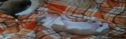 Chihuahua dogs for sale: Beautiful chihuahua pups in Manchester - Advert 7