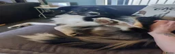 Border Collie dogs for sale: Beautiful trio border collie in Stone - Advert 5