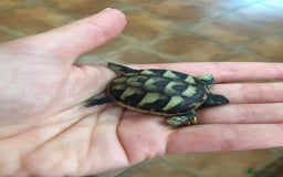 Tortoise reptiles for sale: Herman baby tortoises  - Image 2