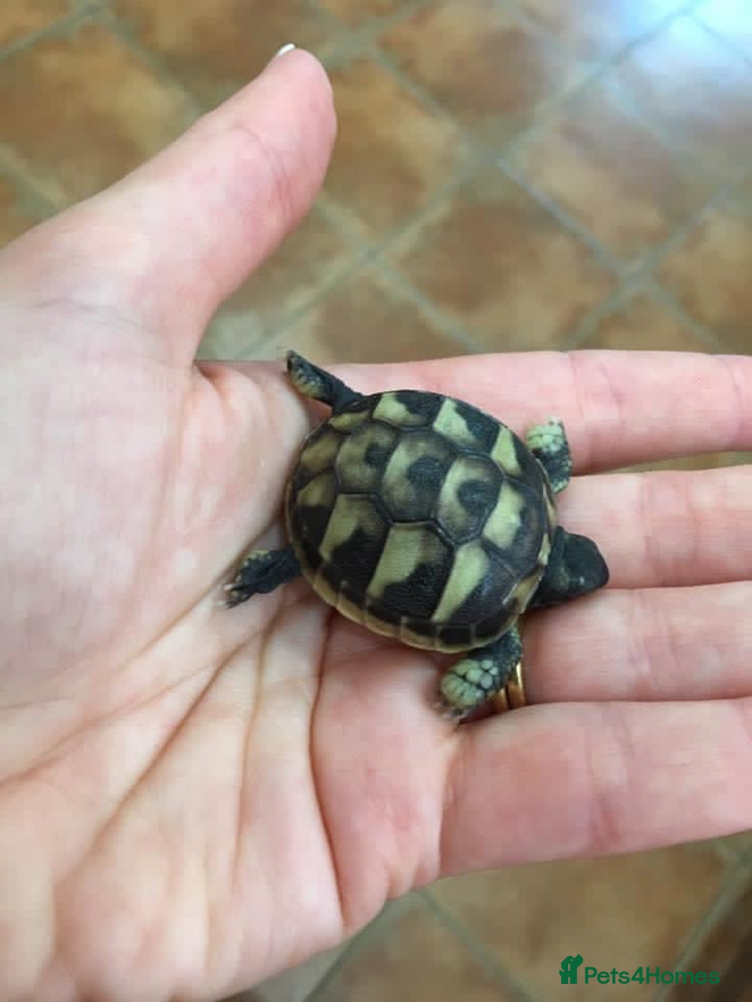 Tortoise reptiles for sale: Herman baby tortoises  - Image 2