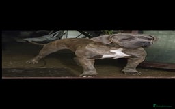 Cane Corso dogs for sale: Blue Female Cane Corso Puppy - Image 3