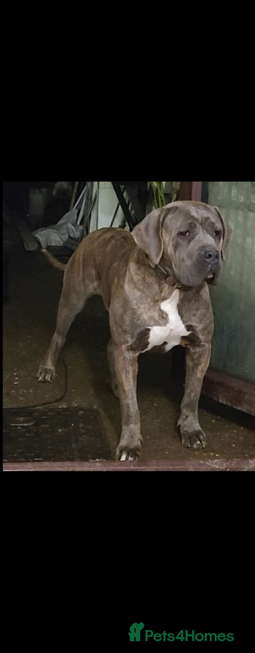Cane Corso dogs for sale: Blue Female Cane Corso Puppy - Image 3