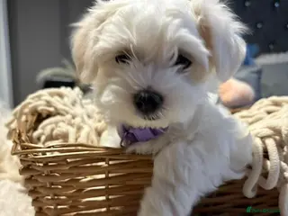 Maltese dogs 🩷 2 beautiful Korean Maltese girls left 🩷 - Advert 2