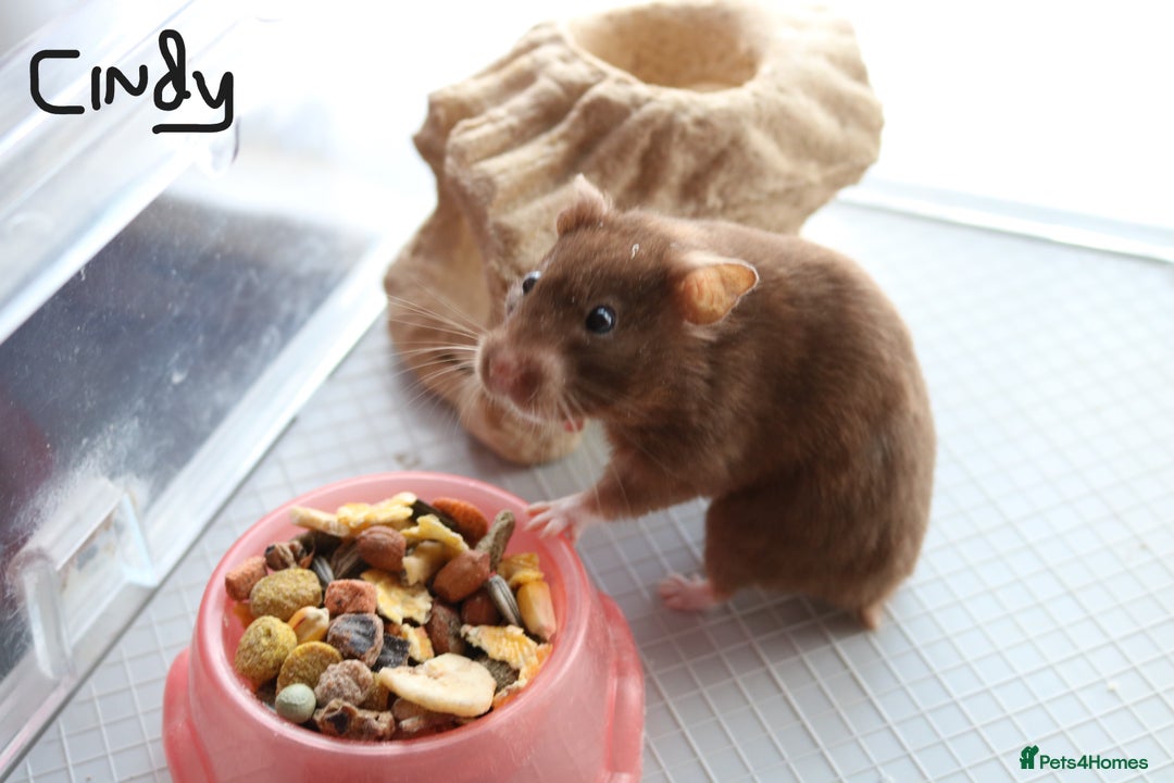 Hamster rodents for sale: Syrian Hamsters - various ages and cage - Image 8