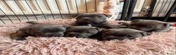 Staffordshire Bull Terrier dogs for sale: KC blue Staffordshire bull terrier puppies  - Advert 12