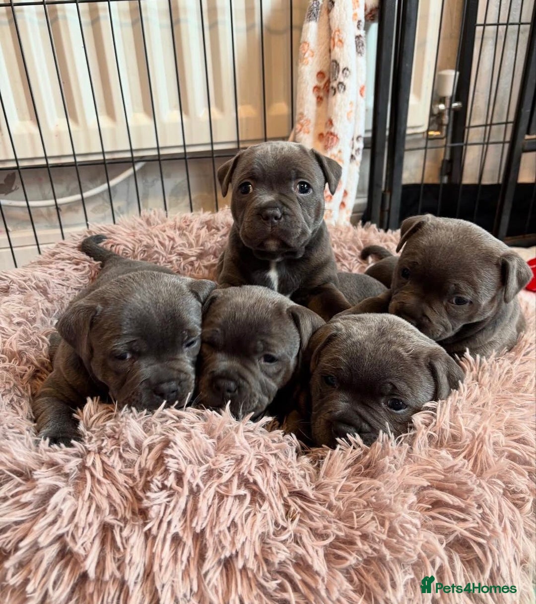 Staffordshire Bull Terrier dogs for sale: KC blue Staffordshire bull terrier puppies  - Advert 12