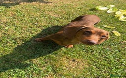 Miniature Dachshund dogs for stud: Teddy - Choc & Tan Proven Stud - Image 7