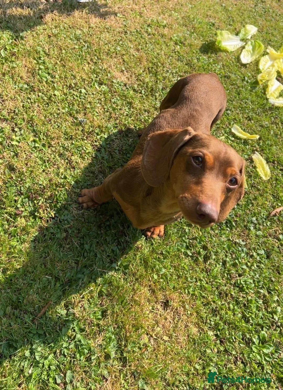 Miniature Dachshund dogs for stud: Teddy - Choc & Tan Proven Stud - Advert 7