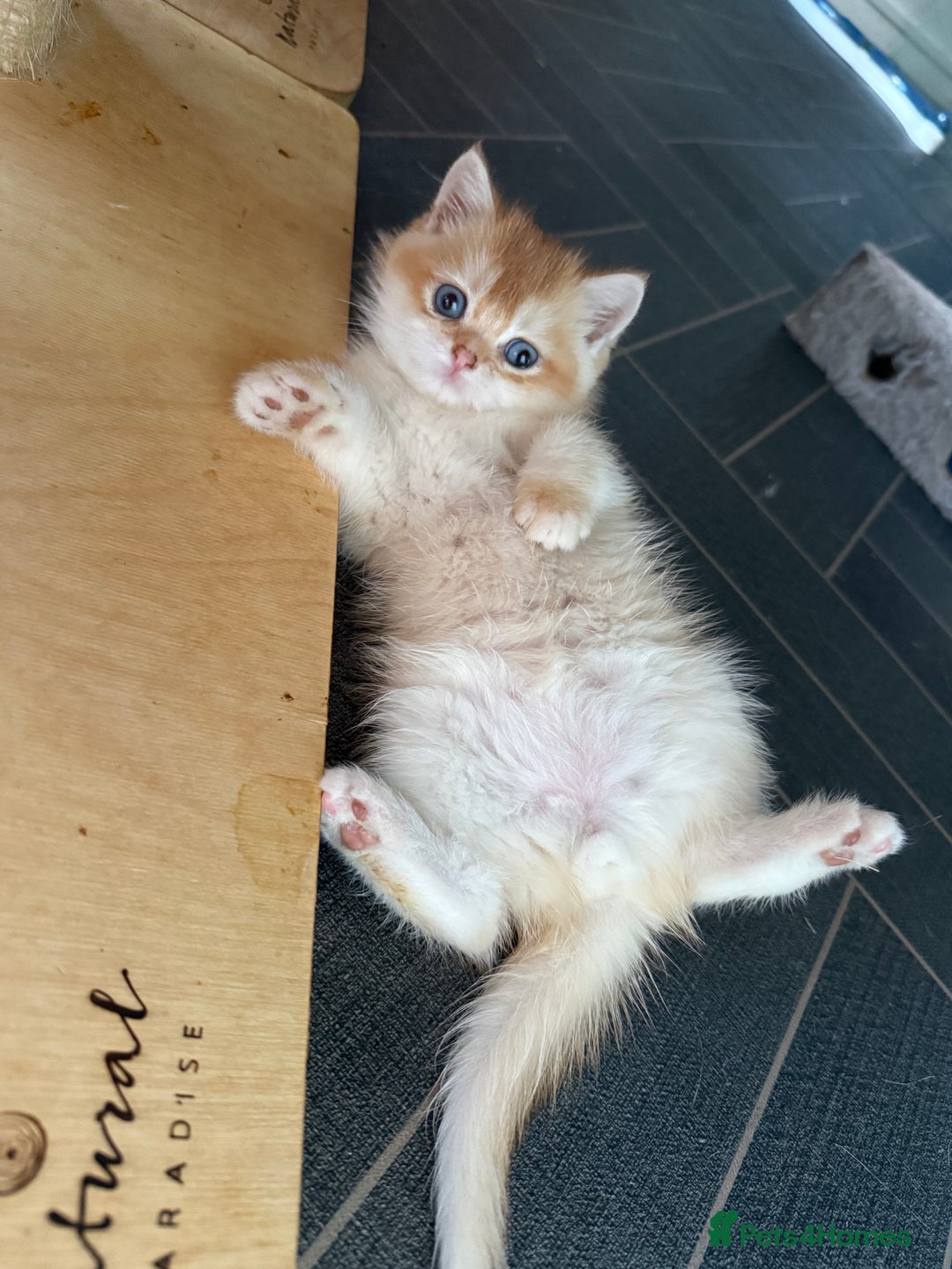 British Shorthair cats for sale: GCCF reg BSH Chocolate and Black Golden Kittens - Advert 14