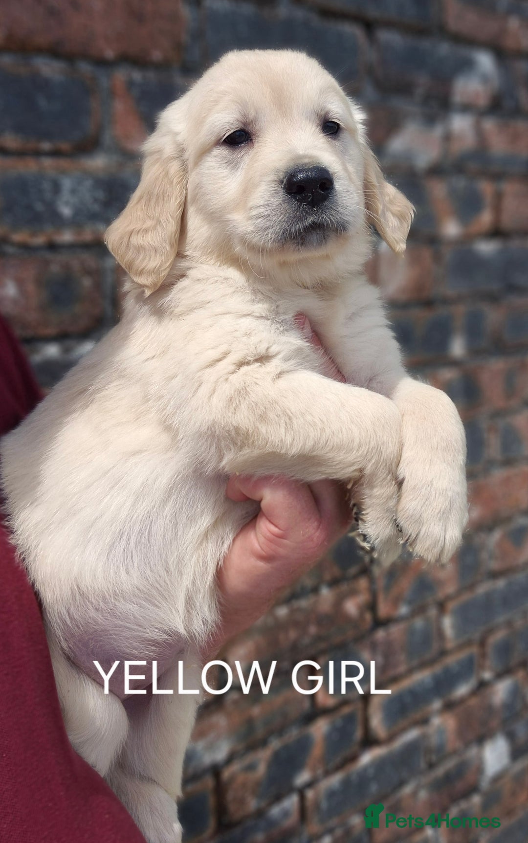 Golden Retriever dogs for sale: KC GOLDEN RETRIEVER PUPPIES  - Image 17