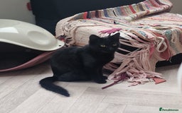 Domestic Shorthair cats for sale: Beautiful Sleek Black 6 month old Female Kitten  - Advert 1