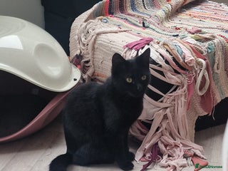 Domestic Shorthair cats - Advert 32