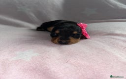 Miniature Dachshund dogs for sale: Black/tan female miniature dachshund  - Image 1