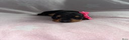 Miniature Dachshund dogs for sale: Black/tan female miniature dachshund  - Advert 2