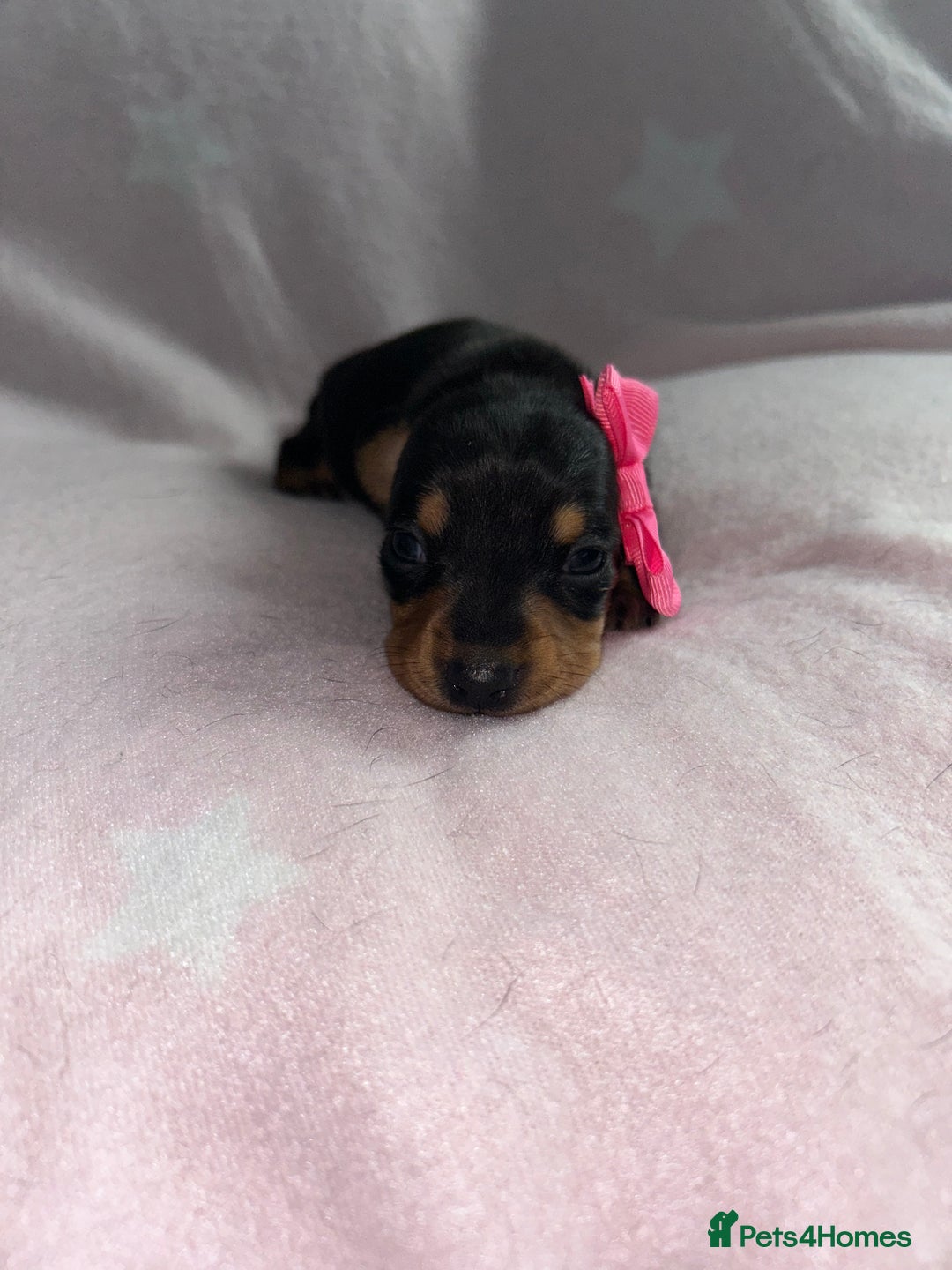 Miniature Dachshund dogs for sale: Black/tan female miniature dachshund  - Image 1