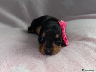 Miniature Dachshund dogs for sale - Advert 1