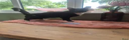Mixed Breed cats for sale: 2 beautiful kittens  - Advert 3