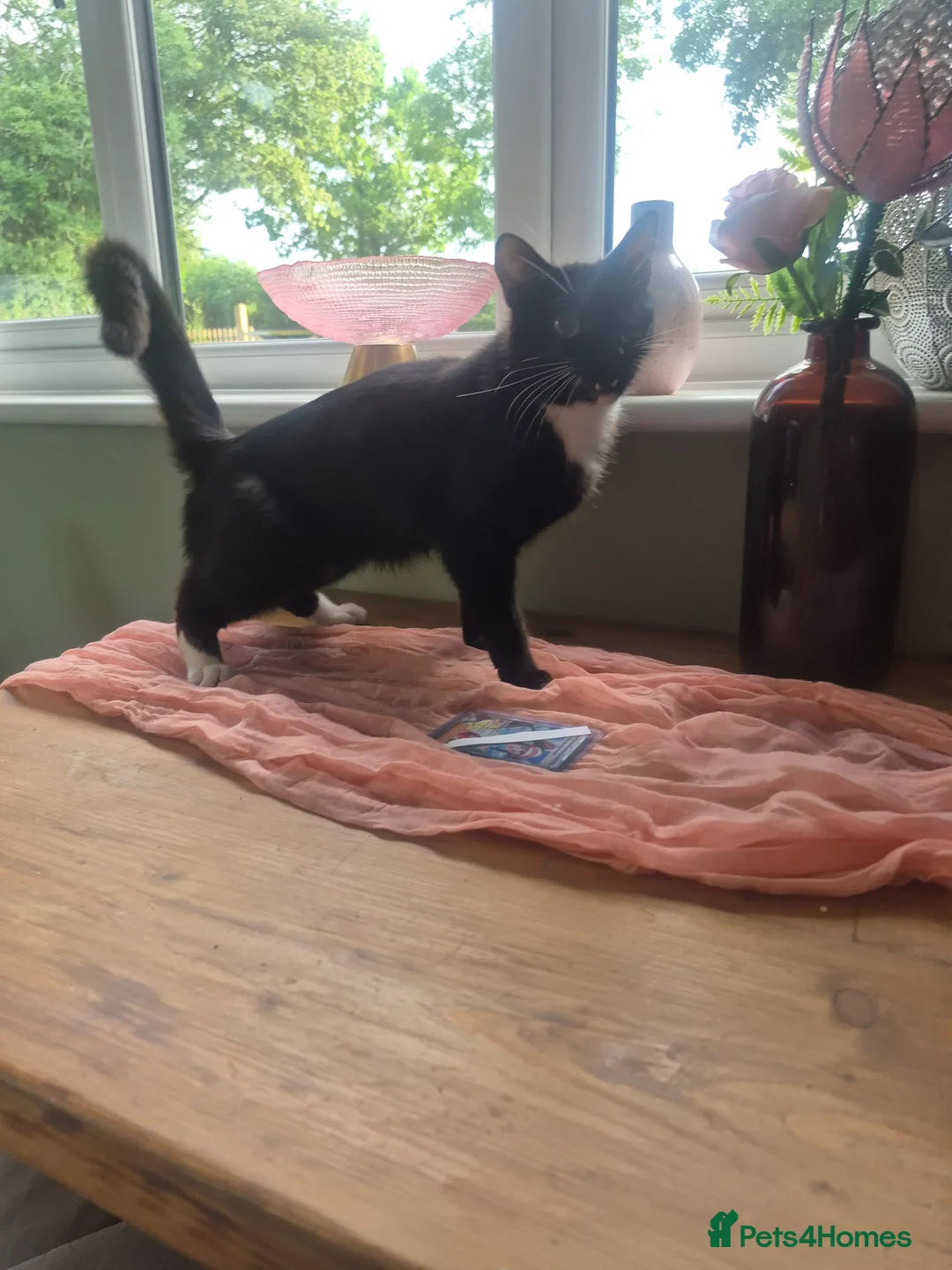 Mixed Breed cats for sale: 2 beautiful kittens  - Advert 3