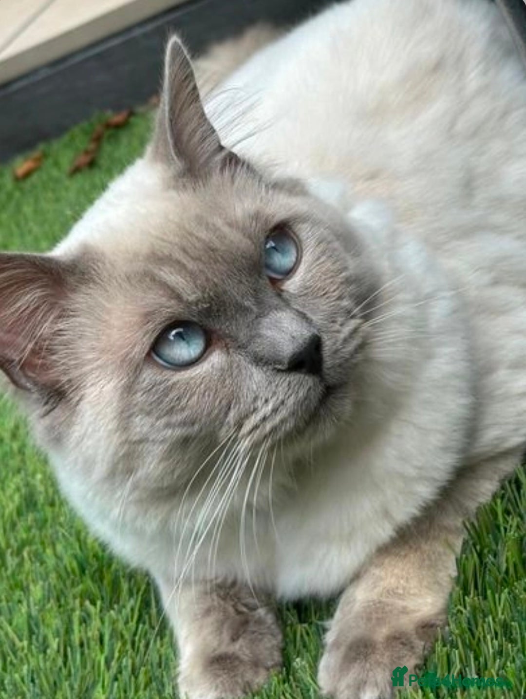 Ragdoll cats for sale: BLUE POINT RAGDOLL KITTENS! - Image 22