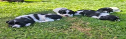 English Springer Spaniel dogs for sale: Stunning working springer spaniels - Advert 1