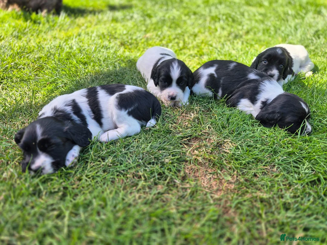 English Springer Spaniel dogs for sale: Stunning working springer spaniels - Advert 1