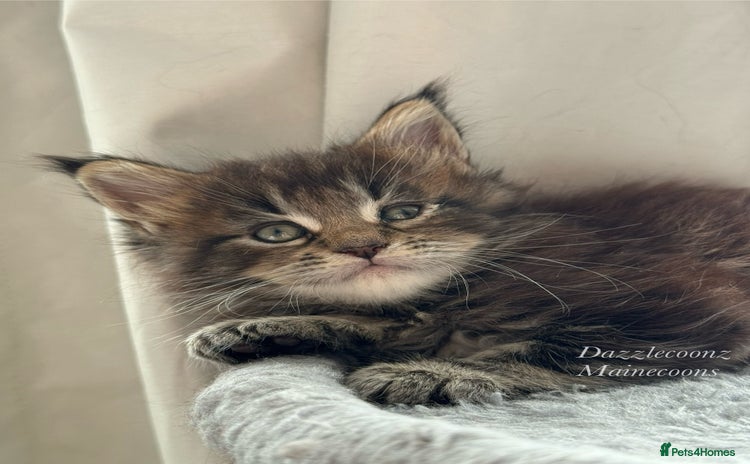 Maine Coon cats - Advert 14