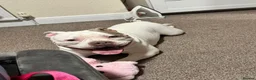 American Bully dogs for sale: Beautiful Pocket Bully  in Lincoln - Advert 3