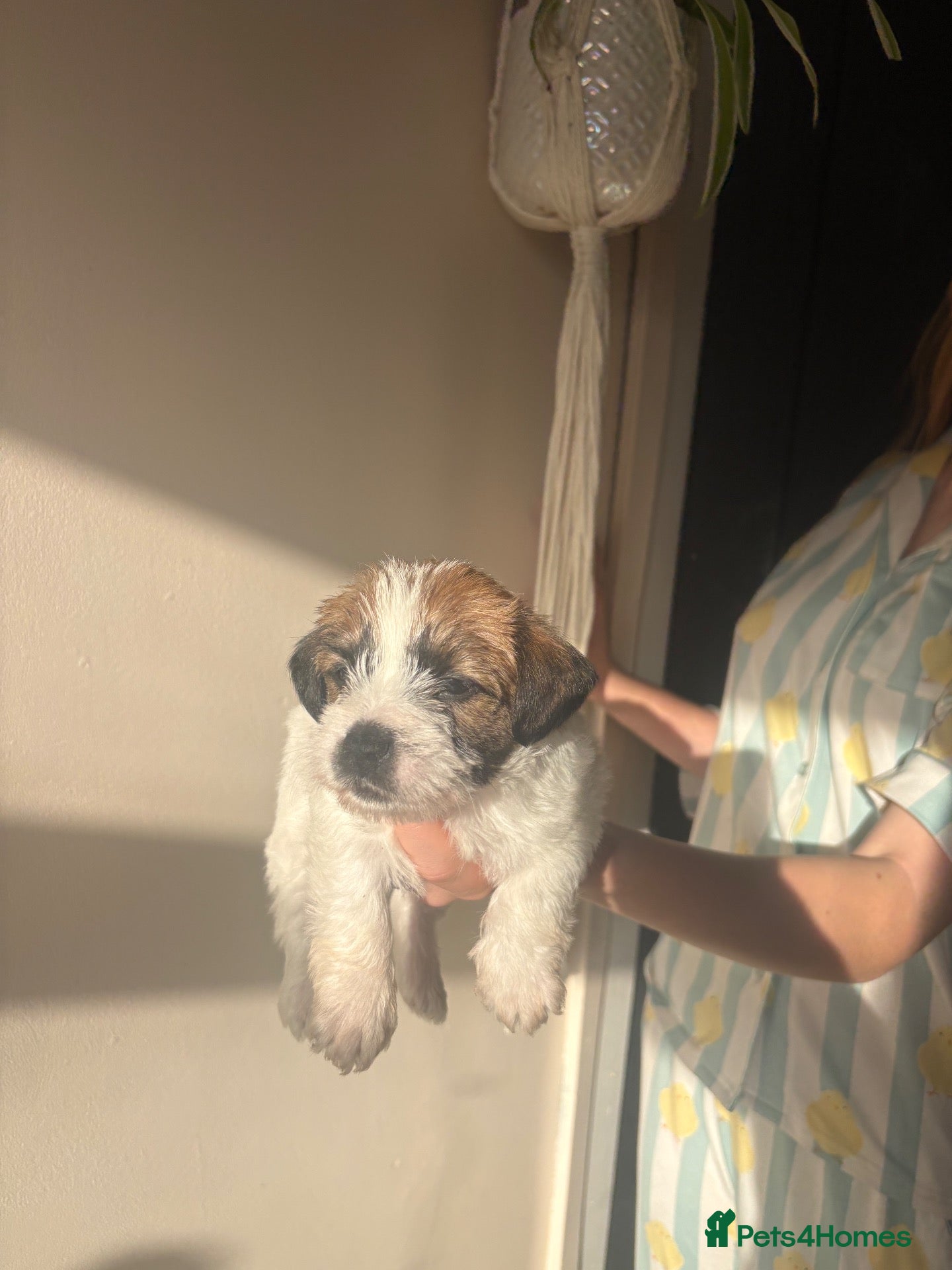 Jack Russell dogs for sale: Beautiful rough coat Jack Russell puppies  - Advert 3