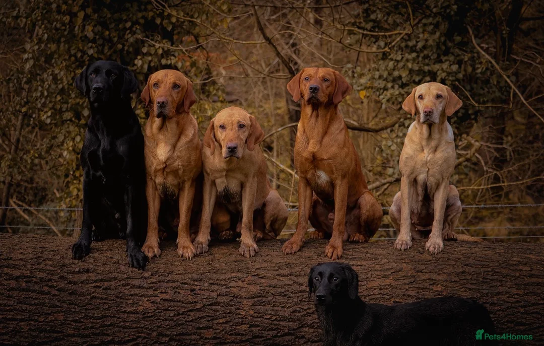 Labrador Retriever dogs for stud: Labrador stud boys in Saltburn-by-the-Sea - Advert 1