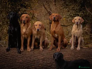 Labrador Retriever dogs Labrador stud boys in Saltburn-by-the-Sea - Advert 5