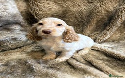 Cocker Spaniel dogs for sale: Beautiful Cocker Spaniel Litter - Image 3