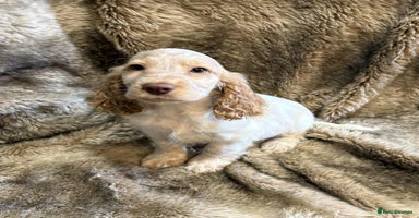 Cocker Spaniel dogs - Advert 12