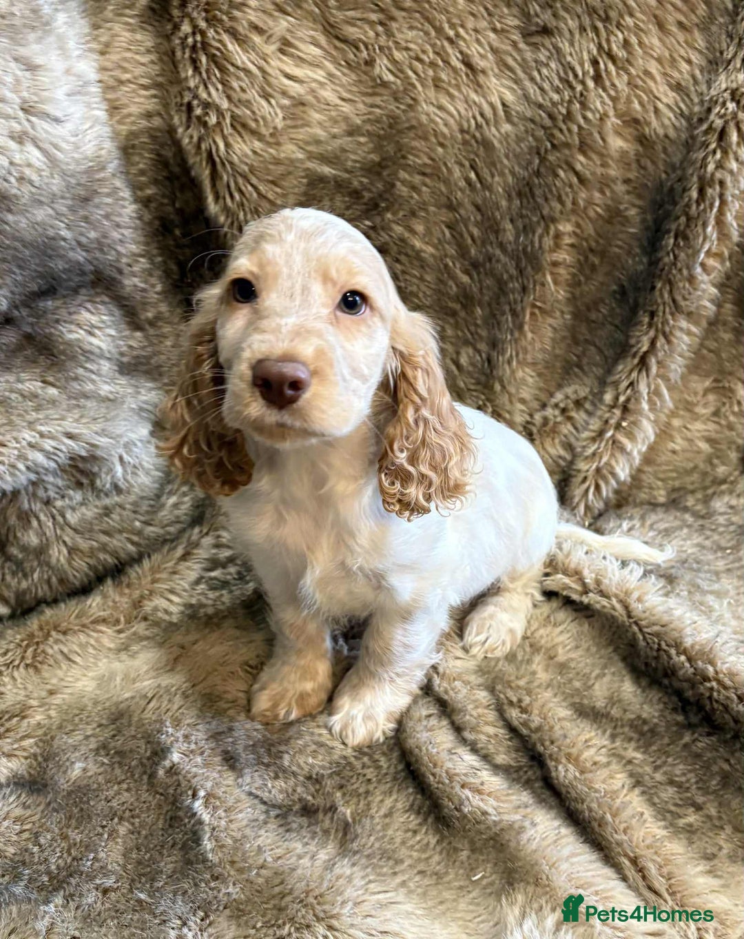 Cocker Spaniel dogs for sale: Beautiful Cocker Spaniel Litter - Image 3