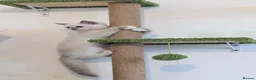 Ragdoll cats for sale: Champion EU pedigree TICA Ragdoll kitten  - Advert 16