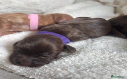Cocker Spaniel dogs for sale: Beautiful KC working cocker spaniel puppies.  - Image 7