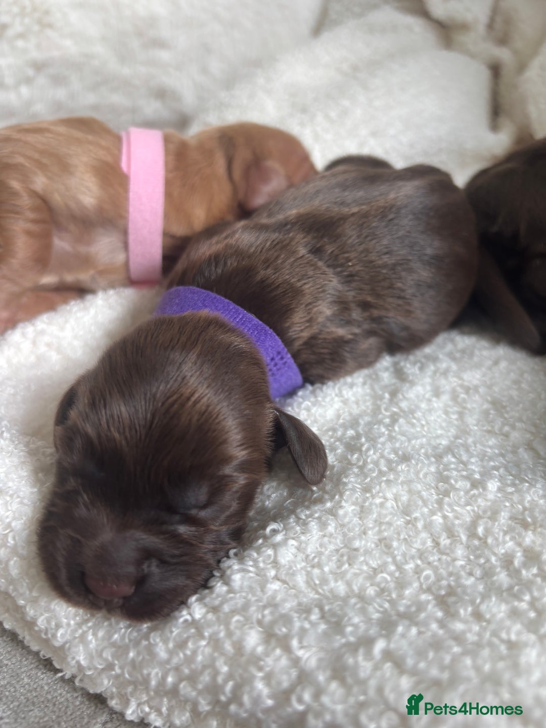 Cocker Spaniel dogs for sale: Beautiful KC working cocker spaniel puppies.  - Image 7