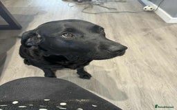 Labrador Retriever dogs for sale: Early Autumn Labrador Puppies - Image 24