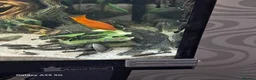 Plecos fish for sale: Juvenile common plecos bristlenose  in Gateshead - Advert 5