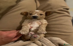 Mixed Breed dogs for sale: Cockapoochon Puppies.  - Image 20
